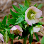 hellebores